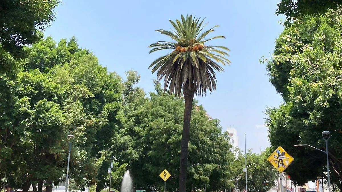 Estas palmeras se ubican en la Avenida Juárez y el Bulevar 5 de Mayo, las cuales fueron descuidadas desde hace aproximadamente 10 años